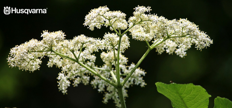 Flores sambucus nigra