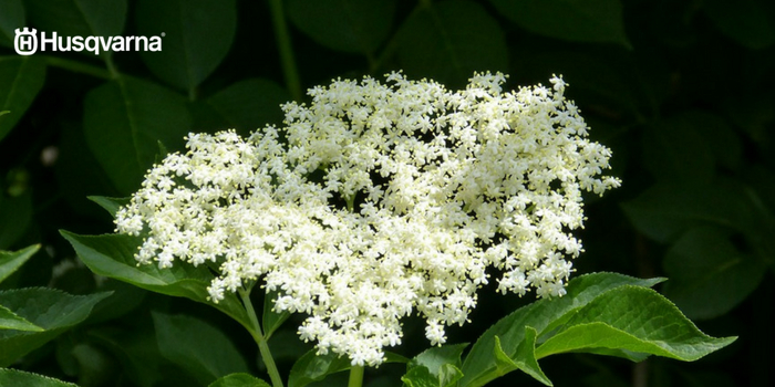 Flor sambucus nigra