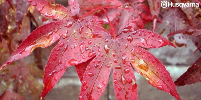 acer-palmatum-hojas