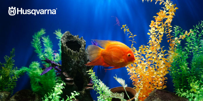 acuario
