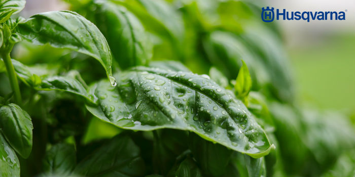 albahaca