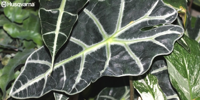 alocasia-amazónica
