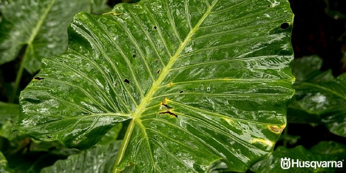 alocasia-hoja-deteriorada