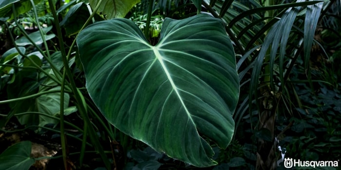 alocasia-hojas