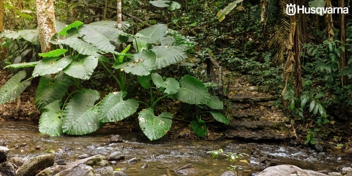 alocasia-macrorrhiza