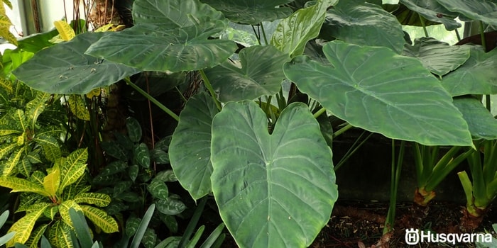 alocasia-wentii