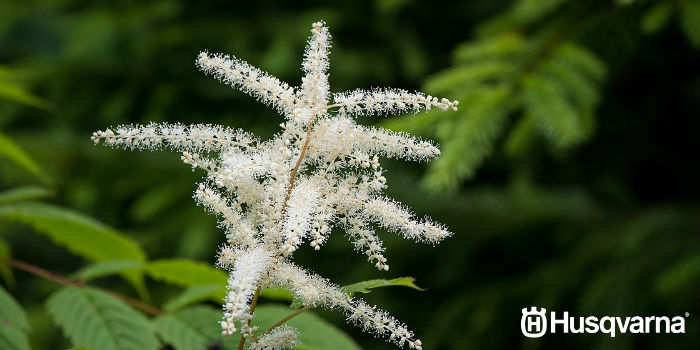 astilbe-blanco