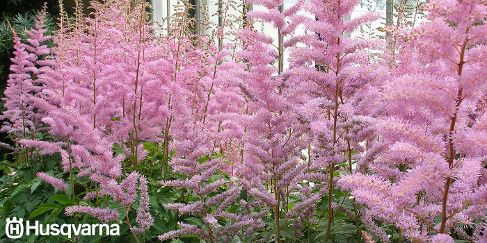 astilbe-rosa