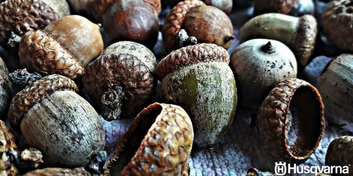 bellotas