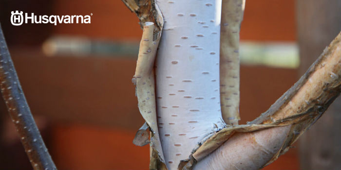 corteza betula pendula