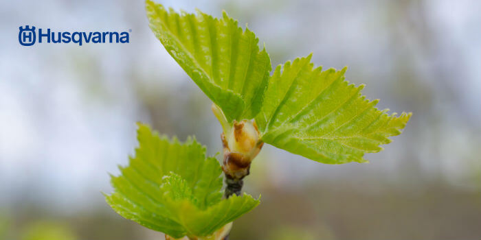 hoja betula pendula