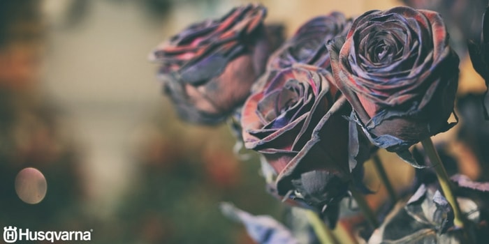 black-baccara