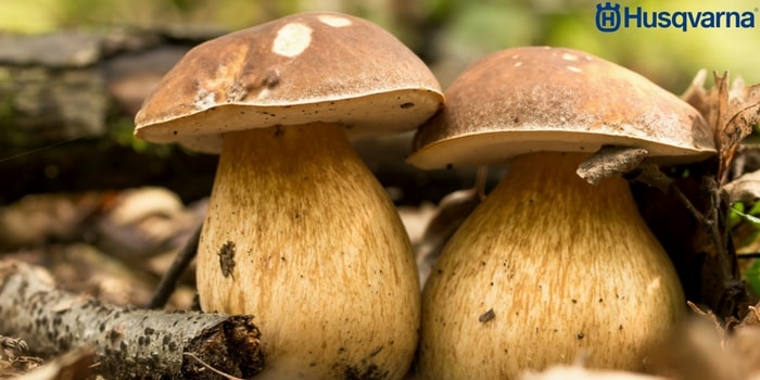 boletus-edulis