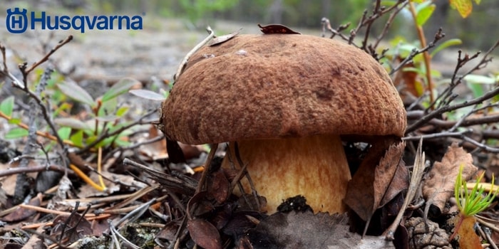 boletus-pinicola-bosque