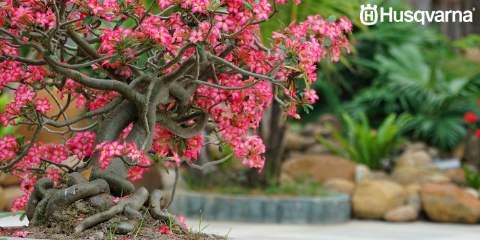 bonsai-flores