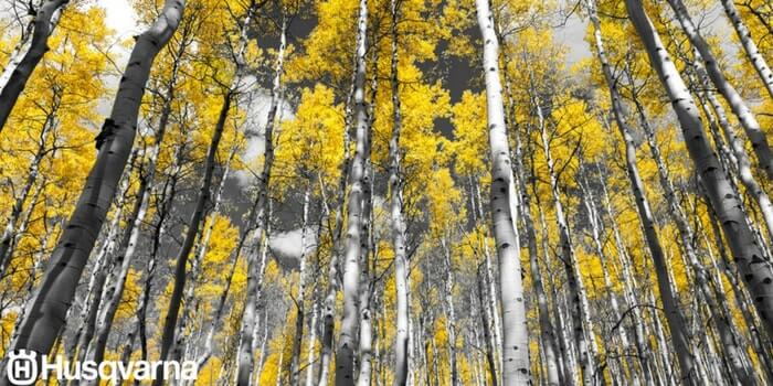 bosque-álamos-blancos