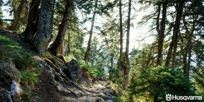 bosque-andaluz-pinsapos