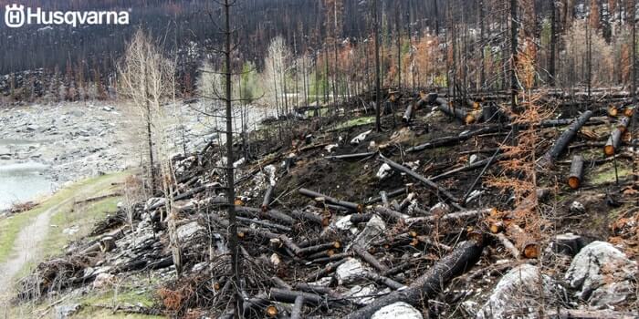 bosque-incendio