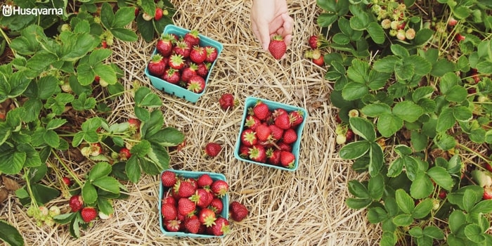 botrytis-fresas
