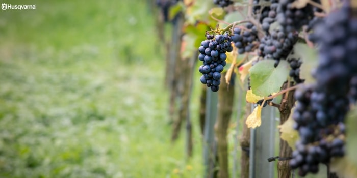 botrytis-vid
