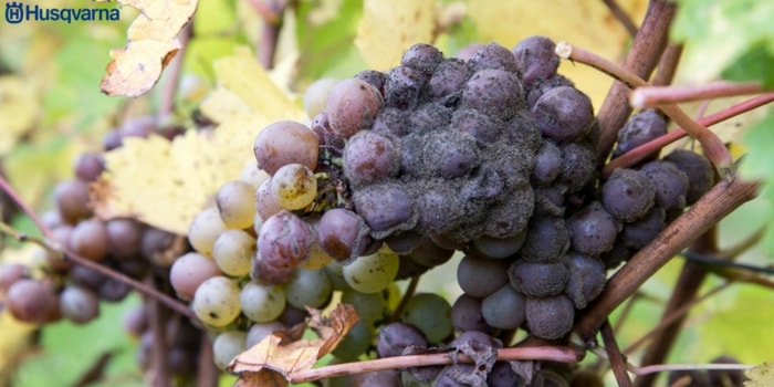 botrytis-viticultura