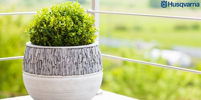 buxus-sempervirens-decoración