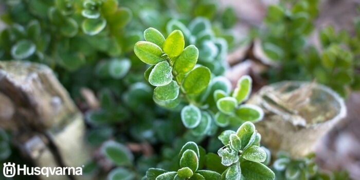 buxus-sempervirens-enfermedades