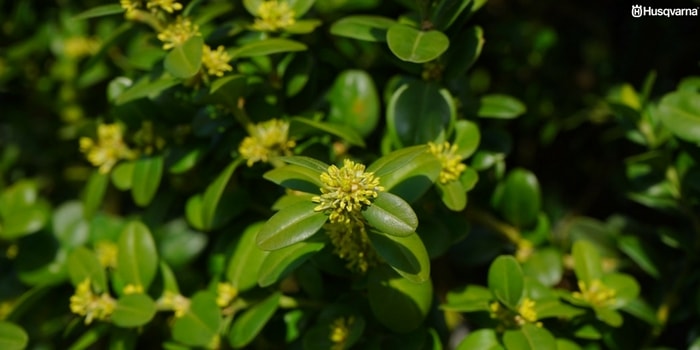 buxus-sempervirens-flores