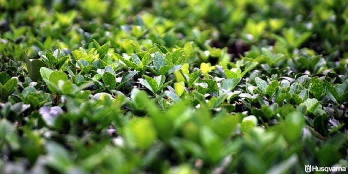 buxus-sempervirens-hojas