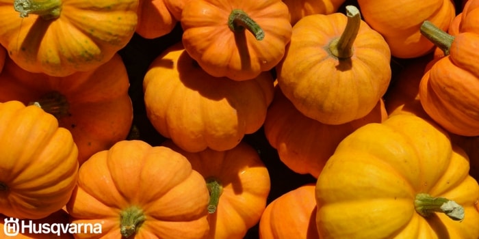 calabazas