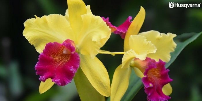 cattleya