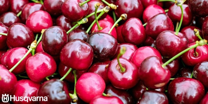 cerezas