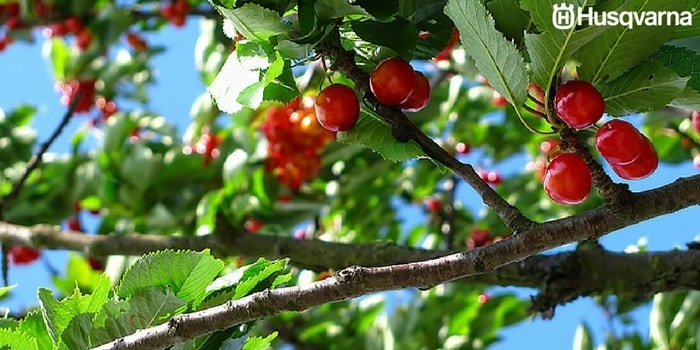 cerezo-poda-producción