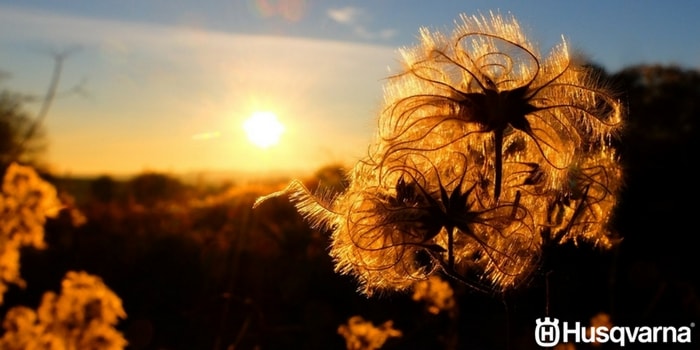 clematis-atardecer