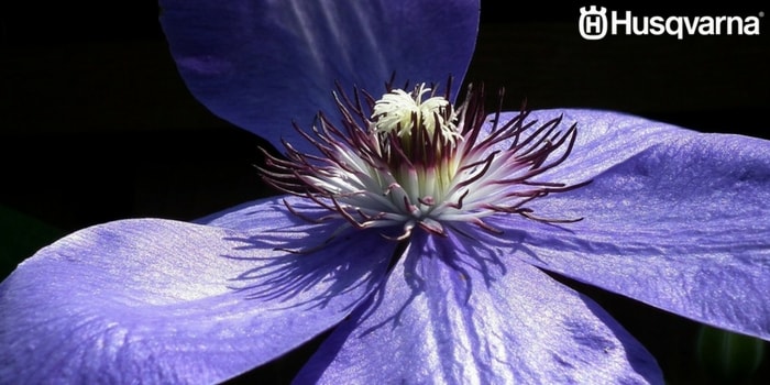 clematis-sépalos