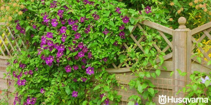 clematis-trepadora