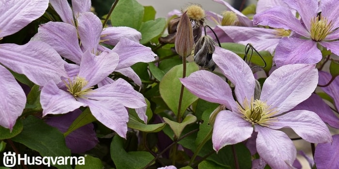 clematis-violetas
