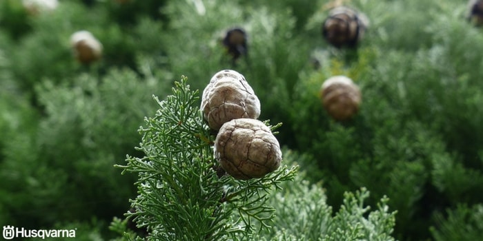 cupressus-sempervirens-piñas