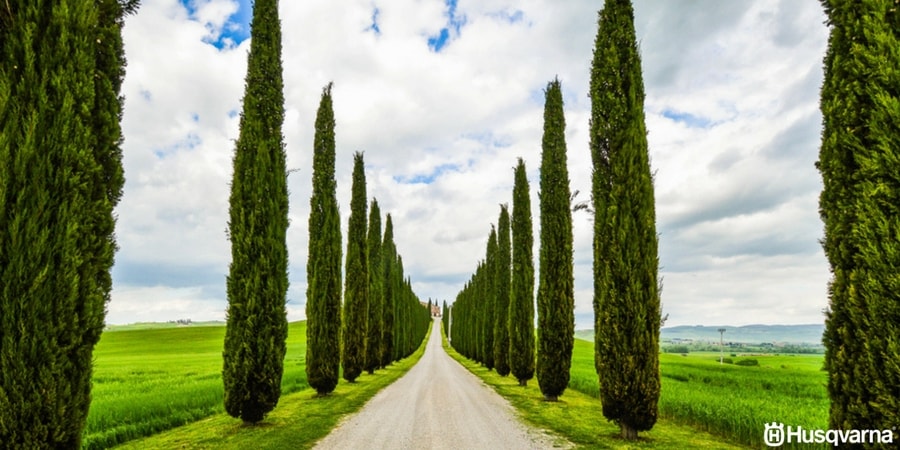 cupressus-sempervirens