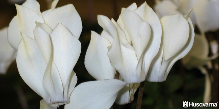cyclamen-balearicum