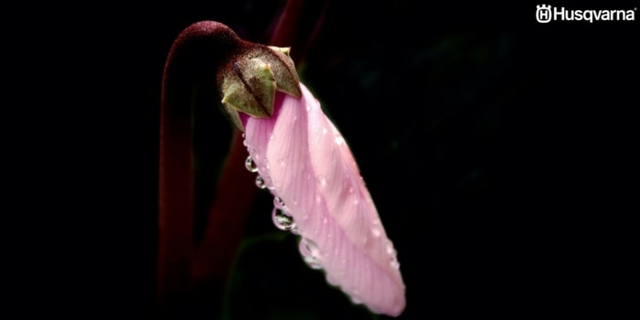 cyclamen-flor