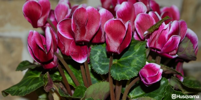 cyclamen-persicum