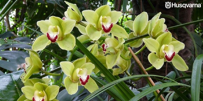 cymbidium