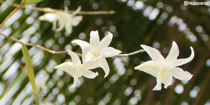 dendrobium-crumenatum