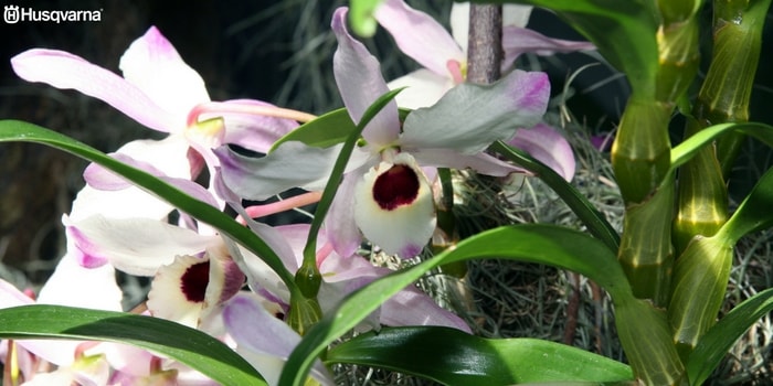 dendrobium-nobile