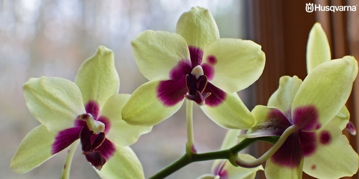 dendrobium-phalaenopsis