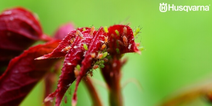 dendrobium-pulgón