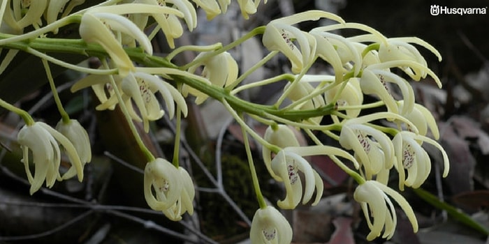 dendrobium-speciosum