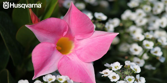 dipladenia-flor