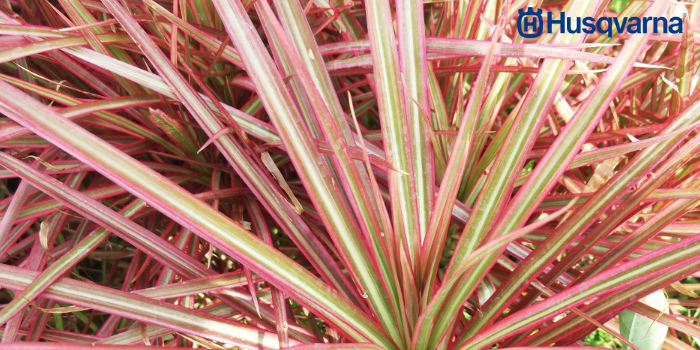 dracena-hojas
